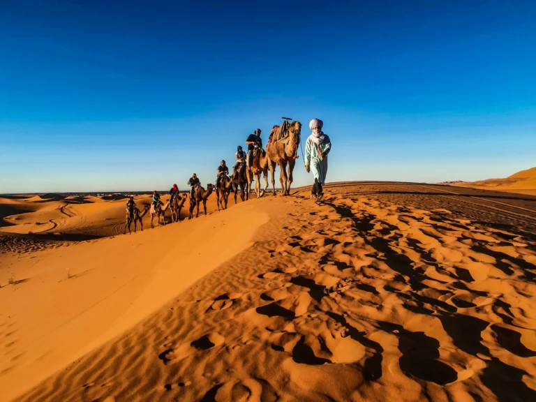 Camellos atravesando las dunas del Desierto del Sáhara al atardecer en Marruecos.