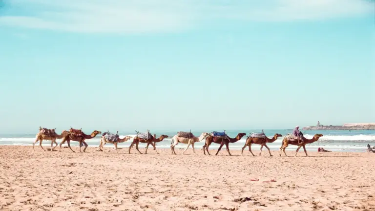 Viajero en el desierto del Sahara al atardecer, Marruecos